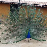 Feriegård Quinta Da Mina Monsanto