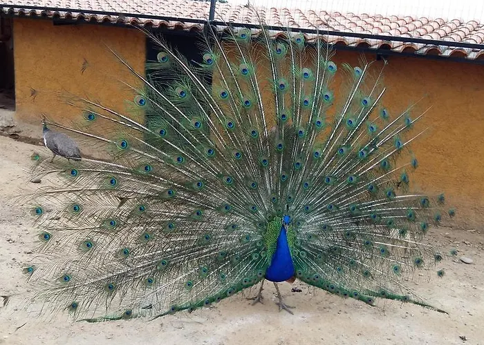 Κατάλυμα σε φάρμα Quinta Da Mina Monsanto