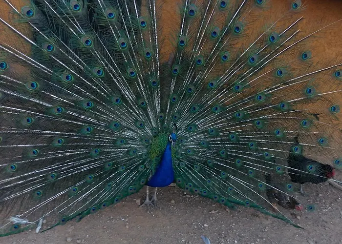 Quinta Da Mina Κατάλυμα σε φάρμα